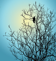 Image showing single bird on tree on background sun 