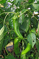 Image showing green pepper on branch in hothouse