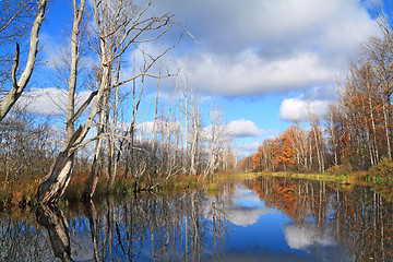 Image showing autumn wood on coast river