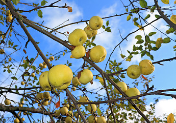 Image showing apple on branch of the aple trees