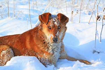 Image showing redhead dog on white snow