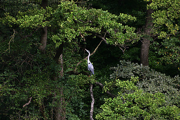 Image showing heron on a tree