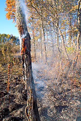 Image showing fire in wood 