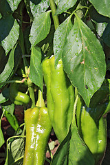 Image showing green pepper on branch in hothouse 