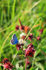 Image showing blue butterfly on red flower