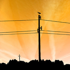 Image showing crane on pole  