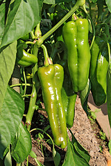 Image showing green pepper on branch in hothouse