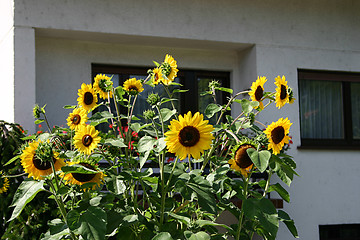 Image showing sunflowers at a house