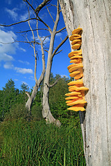 Image showing yellow mushroom on dry tree