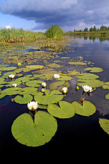 Image showing water lilies on small lake 