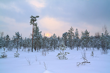 Image showing small pine on winter marsh 