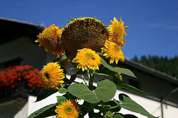 Image showing sunflowers at a house