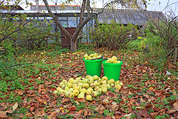 Image showing apple in pail in autumn garden