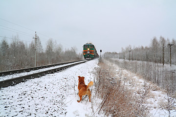 Image showing redhead dog will attack train