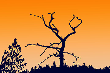 Image showing  silhouette dry tree