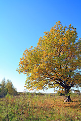 Image showing yellow debit on autumn field