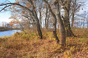 Image showing oak wood on coast river