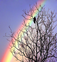 Image showing crow on tree