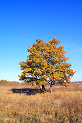 Image showing yellow oak on autumn field