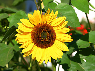 Image showing sunflower