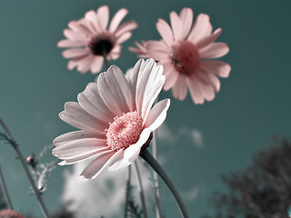 Image showing chrysanthemums in garden  