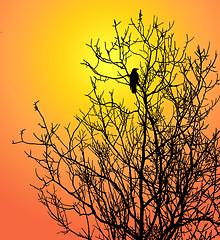 Image showing single bird on tree on background sun 