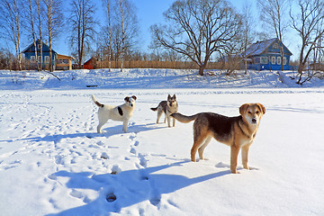 Image showing stray dogs on ice river 