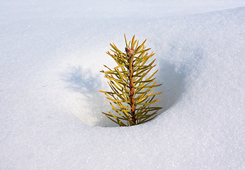 Image showing small pine in deep snow