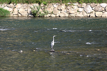 Image showing heron