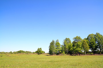 Image showing birch copse on autumn field