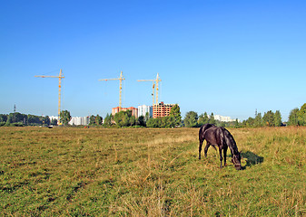 Image showing horse grazes on meadow against new building 