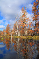 Image showing autumn wood on coast river