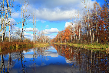 Image showing autumn wood on coast river