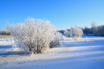 Image showing snow bushes on coast river