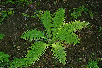 Image showing fern in summer