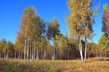 Image showing autumn birch wood on blue background