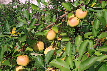Image showing apple on branch in autumn garden