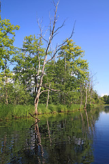 Image showing dry tree on coast wood lake 