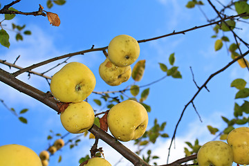 Image showing apple on branch of the aple trees