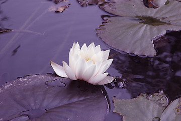 Image showing water lily