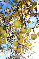 Image showing apple on branch of the aple trees