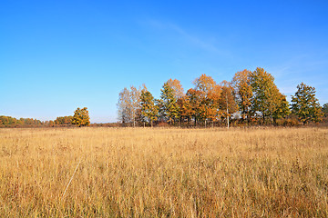 Image showing yellow copse on autumn field 