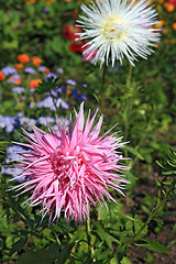 Image showing summer flowerses in town garden