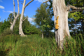 Image showing yellow mushroom on dry tree