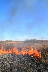 Image showing fire in herb near oak wood 