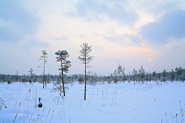 Image showing small pine on winter marsh 