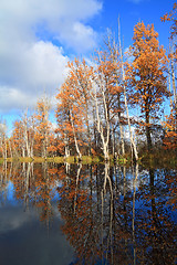 Image showing autumn wood on coast river