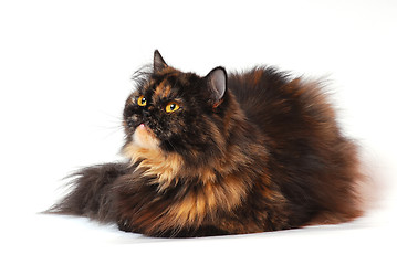 Image showing Persian tortie cat on the white background