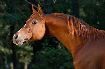 Image showing Red arabian horse portrait in darkgreen