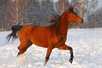 Image showing Proud red arabian horse on a snow-covered field in sunset light